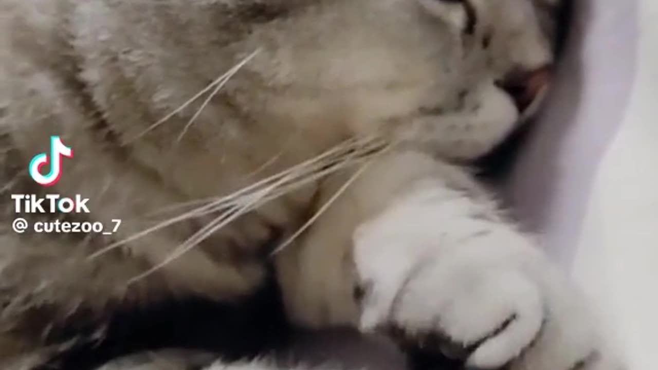 Cat video