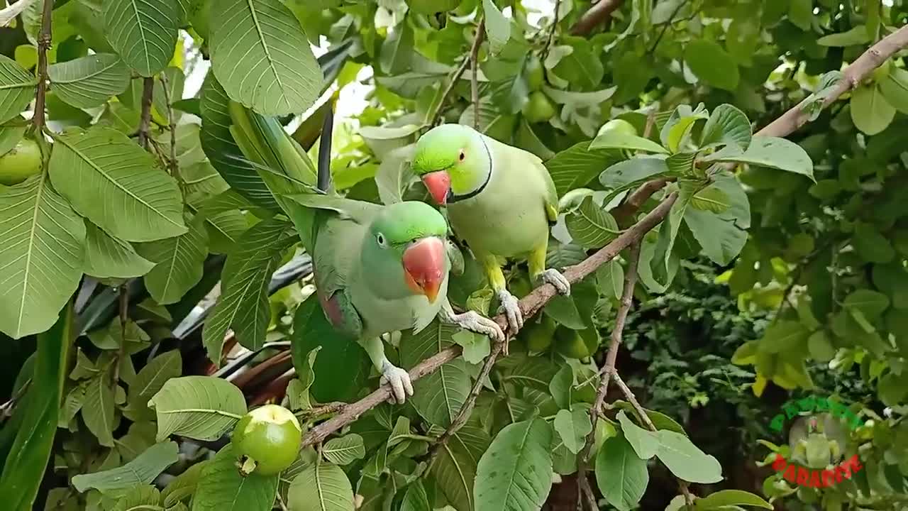 Indian Ringneck Parrot Talking and Eating Guava on Tree_p1