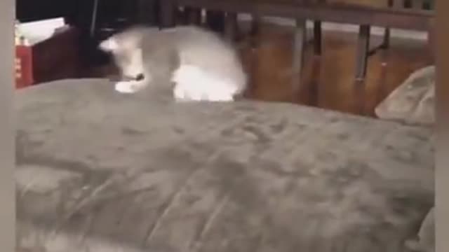 I Got You - Cute Cat Having Fun