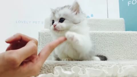munchkin cat (short leg lovely cat)
