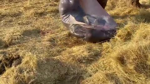 Rhino giving birth to a baby