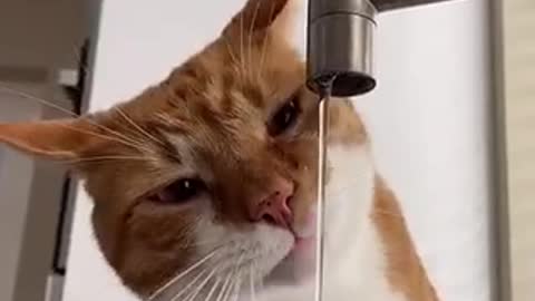 Funny cat really thirsty