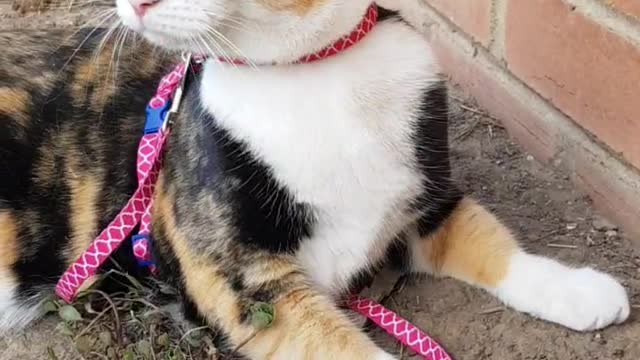 Kitty loves getting dirty