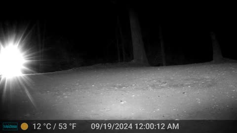 Black Bear Zoning Out