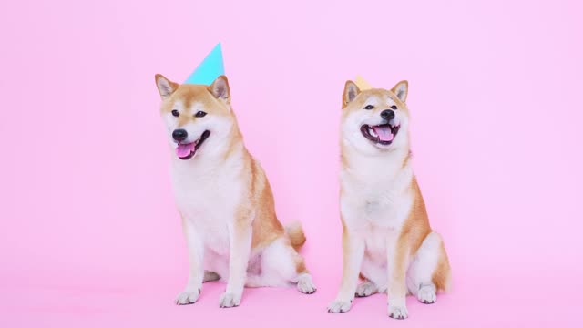 Cute Dog With Party