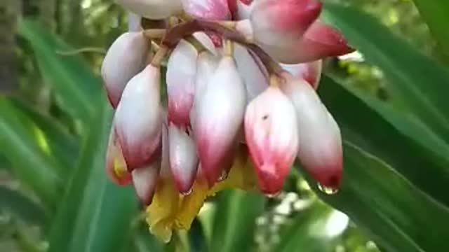 Shell Ginger (Alpinia zerumbet)