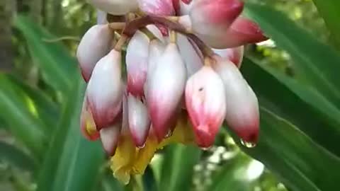 Shell Ginger (Alpinia zerumbet)