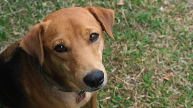 A dog looking at the camera and smiling .