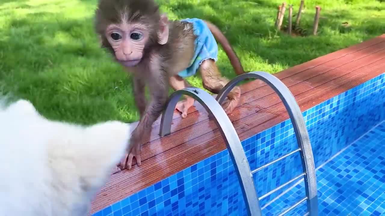 Baby monkey Bon Bon playing at the pool with puppy and duckling in the garden