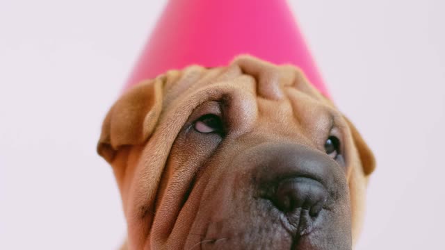 cute-wrinkled-puppy-with-a-party-hat