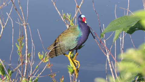 Purple Gallinule on a branch near lake