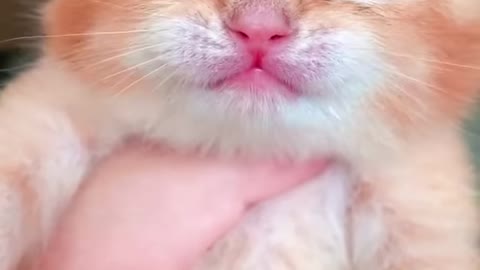 Cutie cat video