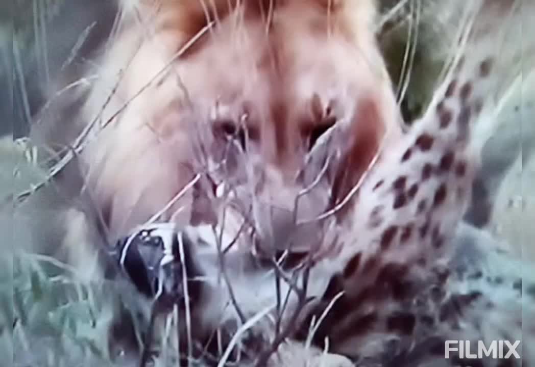 LIONS OF MAR-A-LAGO (YOUTUBE CHANNEL VERSION)