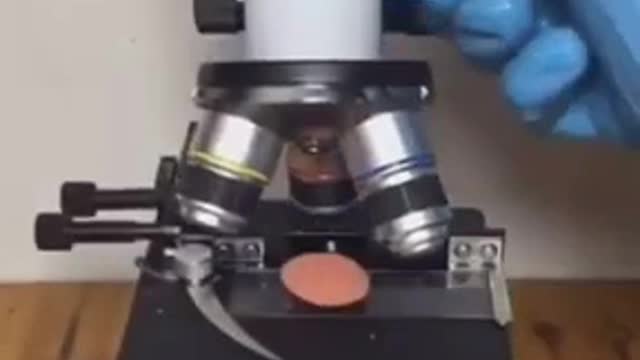 The food they expect you to eat