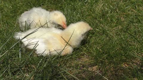 Little Chickens On Grass