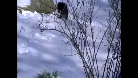 4-Wheel Drive Bella