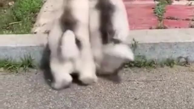 Funniest Animals Best Of The monkey compilation