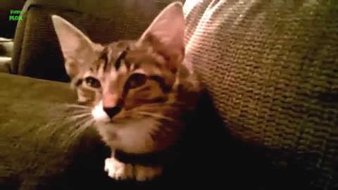 #Funny cat and kittens meowing compilation