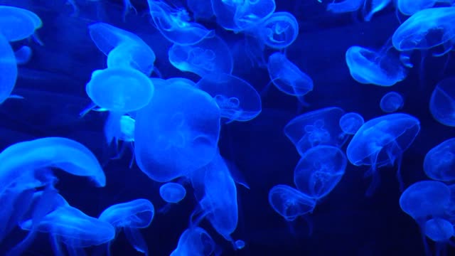 The view of the jellyfish is beautiful.