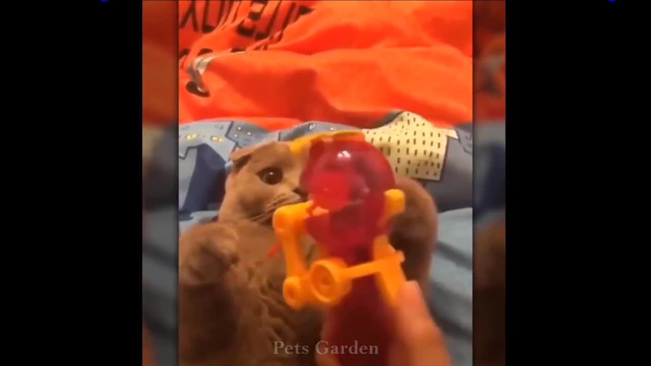 Very funny animals sooo cute