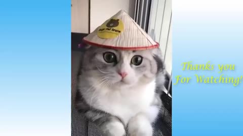 funny animals video that will make you laugh hysterically