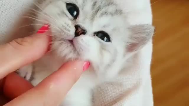 Funny cute cat with people