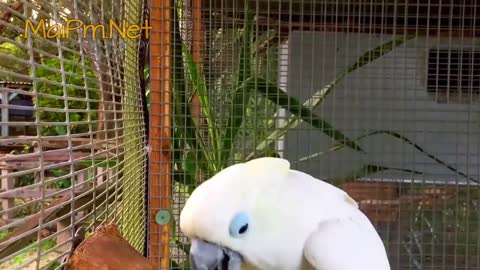 Cute Parrots walking And Funny moments forever