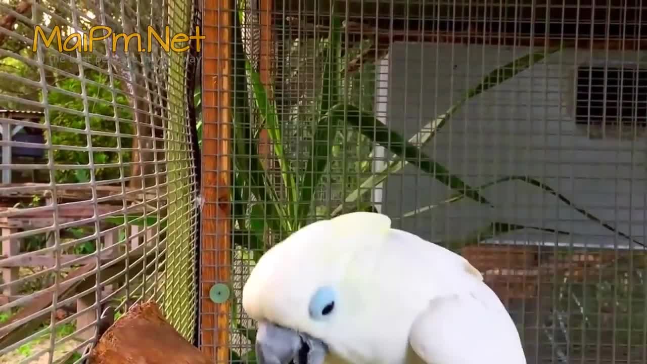 Cute Parrots walking And Funny moments forever