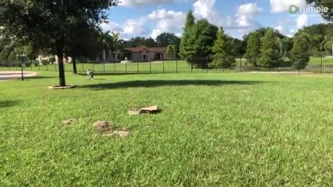 Great Dane takes off running in her octopus Halloween costume