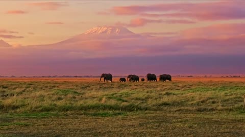 Sunset: Meadow: elephant