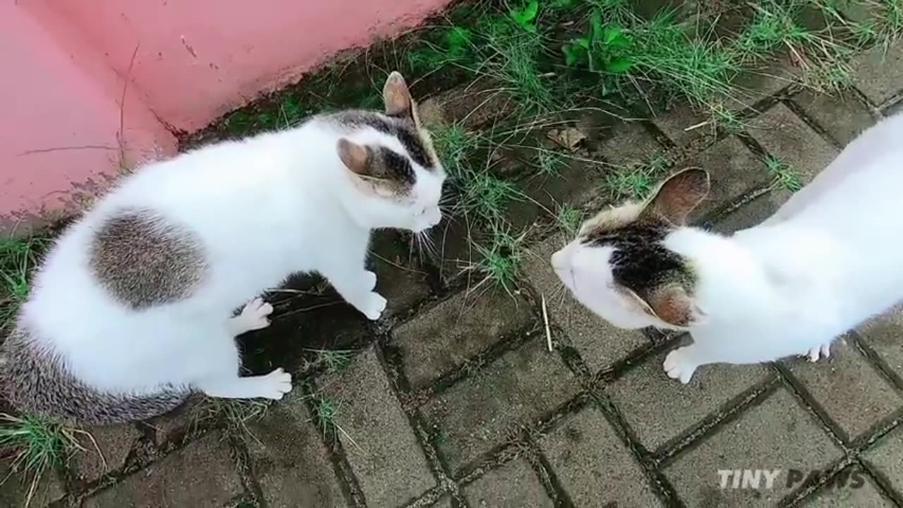 catfight