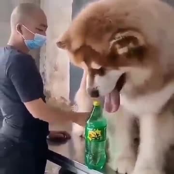 Wow😲, it's a big lovely dog