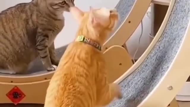 Cat running funny video 😁😁😁