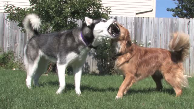 A Siberian Husky and Golden Retriever play together in the suburban backyard