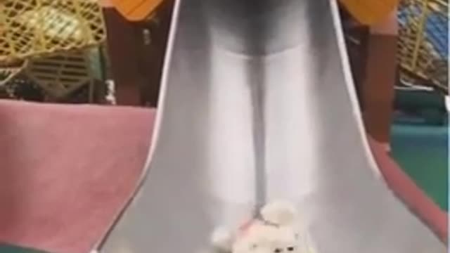 Most funny cat videos.cat video.funny video