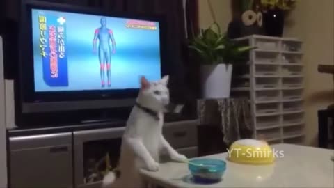 Viral Animals Join The Battle _ Everyone Is Here