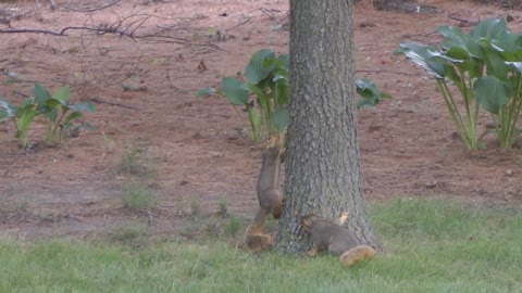 how do squirrels exercise