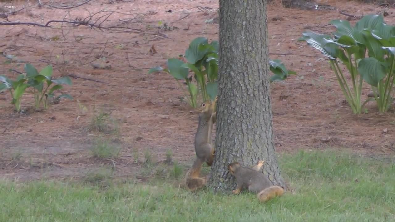 how do squirrels exercise