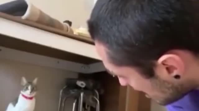 funny|prank|jokes|funny jokes|dad jokes|funny memes|funny video|fun|laughing|funny animal|knock
