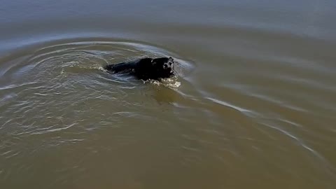 Dog goes for a swim