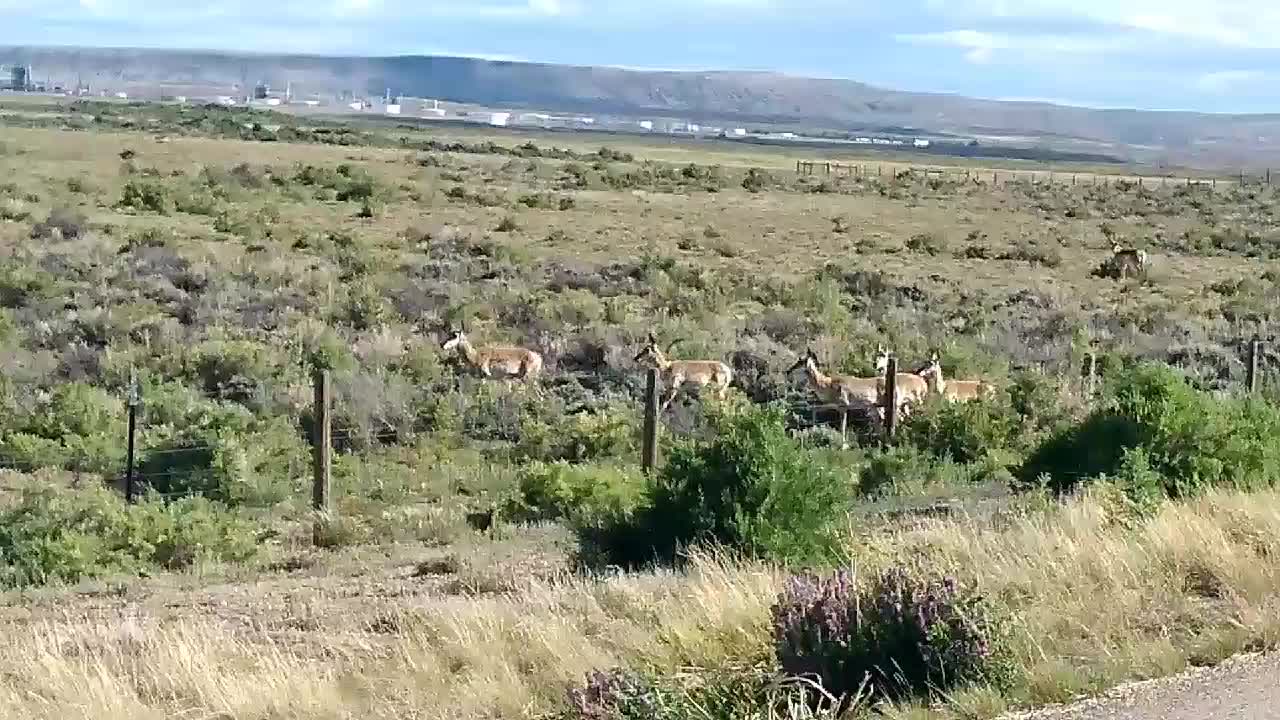 Wyoming wildlife