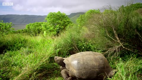 Tracking Giant Galapagos Tortoises | BBC Earth