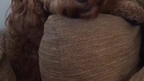 Brown dog hides behind same color couch pillows