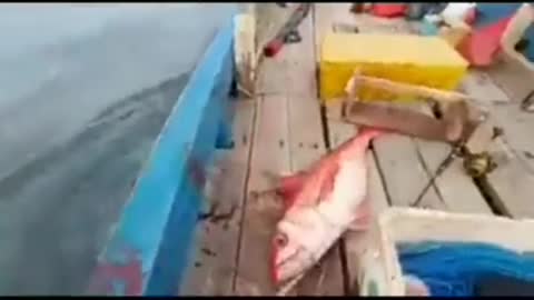 This is a beautiful and charming water-dwelling species