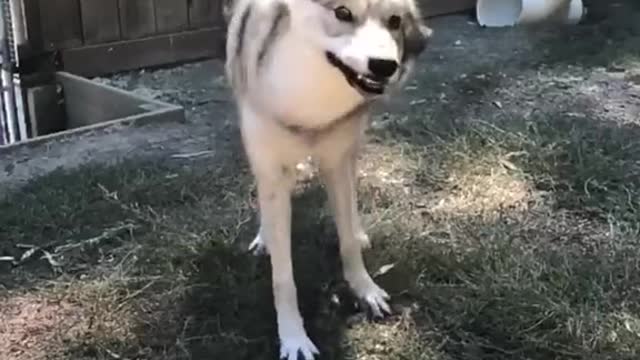 wowyoucanreallydance#wolves