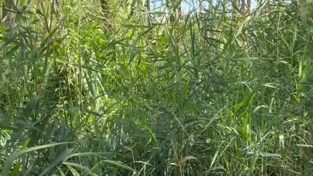 Reeds in the water