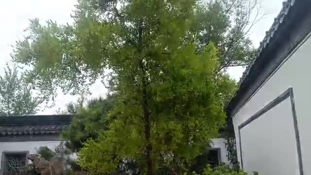 This tree is so special