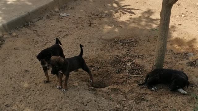 Puppies play