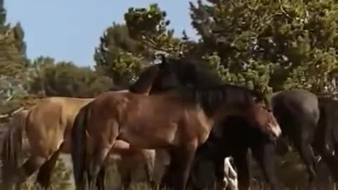 Horses