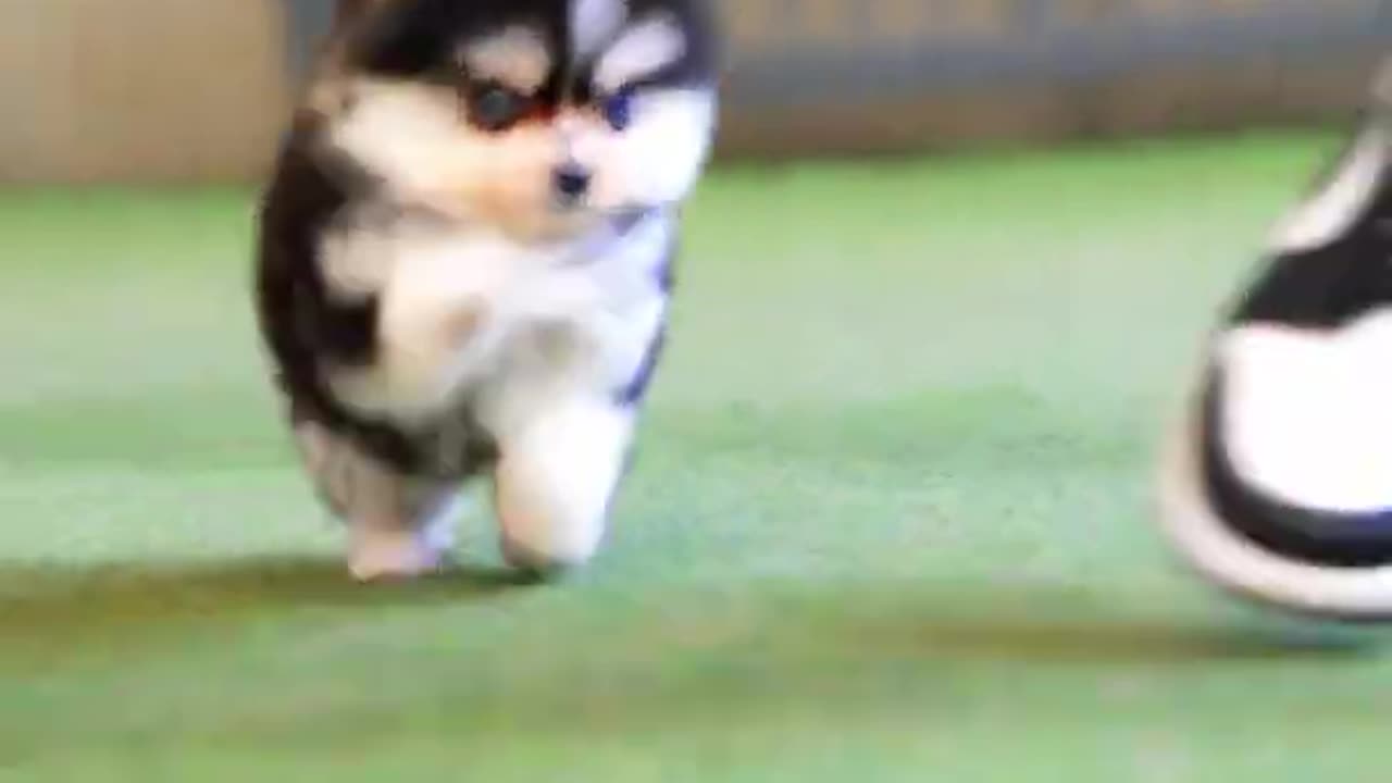 Cute white miniteacup Pomeranian puppy